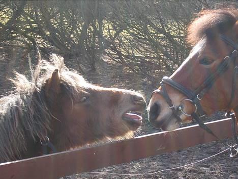 Anden særlig race Muschu || solgt - Du er søød Wendy .. <333 billede 8