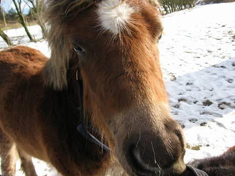 Anden særlig race Muschu || solgt - my face .. <333 billede 9