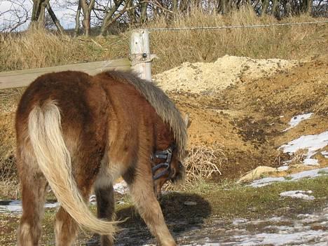 Anden særlig race Muschu || solgt - Det klør !! <333 billede 10