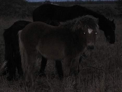 Anden særlig race Muschu || solgt billede 11