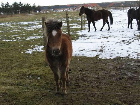 Anden særlig race Muschu || solgt billede 12