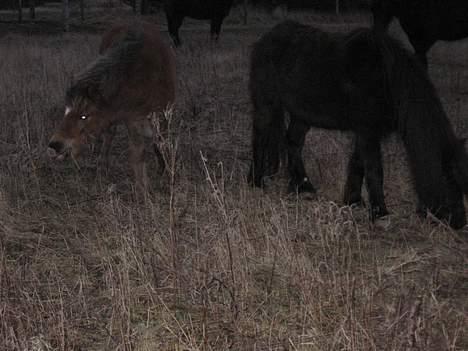 Anden særlig race Muschu || solgt billede 13
