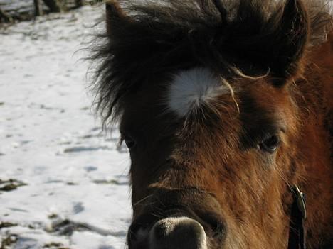 Anden særlig race Muschu || solgt billede 14