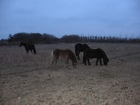Anden særlig race Muschu || solgt billede 15