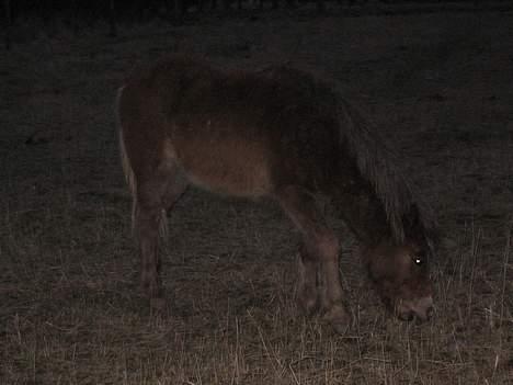 Anden særlig race Muschu || solgt billede 16