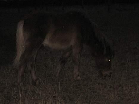 Anden særlig race Muschu || solgt billede 17