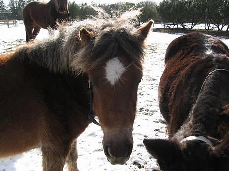 Anden særlig race Muschu || solgt billede 18