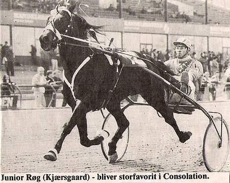 Traver Junior Røg (død) - Junior varmer op til løb. billede 6