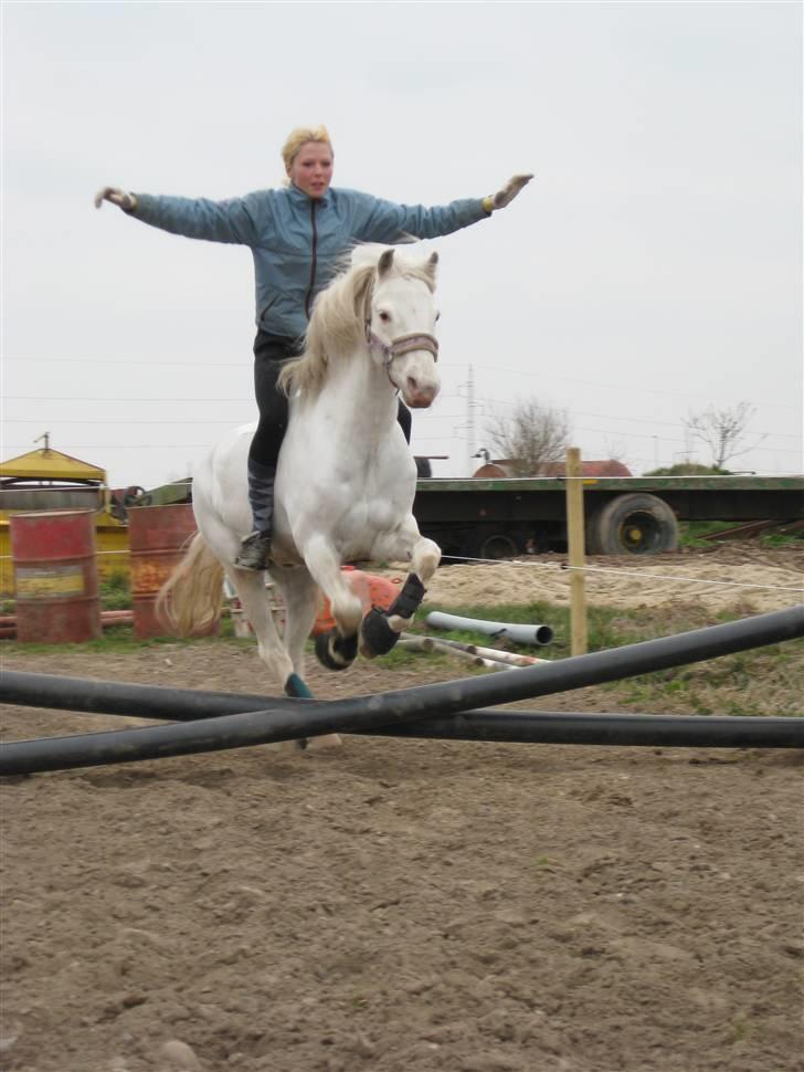 Welsh Pony af Cob-type (sec C) korreborgs nichlas - en af de mange ting jeg kunne gøre med silver :´( <3 savner de tider og den pony! <3 video med mange flere billeder og video har jeg på min profil q: billede 14