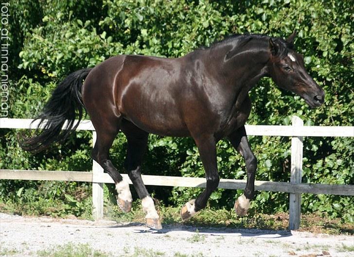 Oldenborg Grandeur ll billede 1