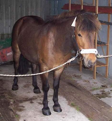 Islænder Tjalfe billede 2