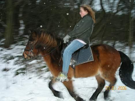 Islænder Tjalfe - Mig i galop , blev ikke så godt (: billede 3