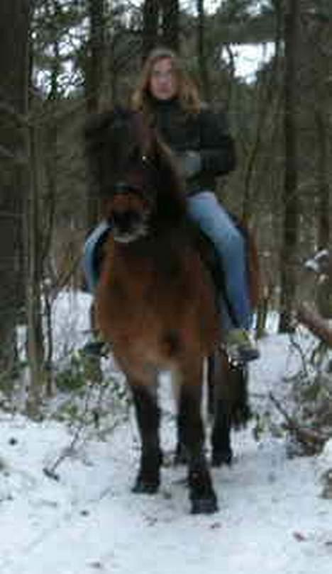 Islænder Tjalfe - Undskyld kvaliteten  :( billede 4