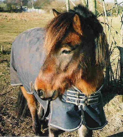 Islænder Tjalfe billede 5