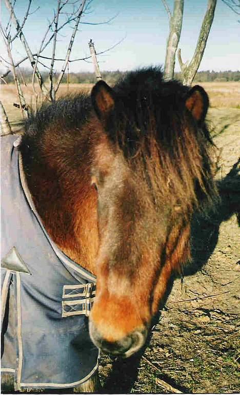 Islænder Tjalfe billede 6