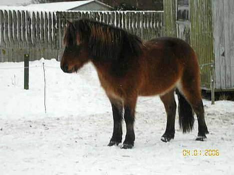 Islænder Tjalfe billede 7