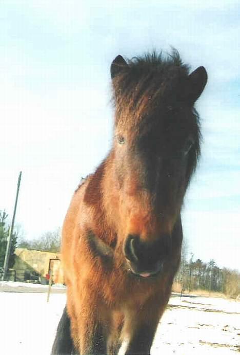 Islænder Tjalfe billede 8