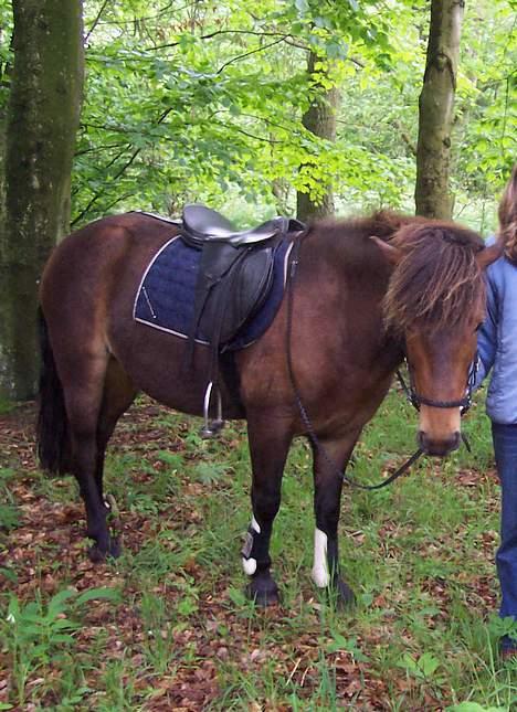 Islænder Tjalfe billede 9