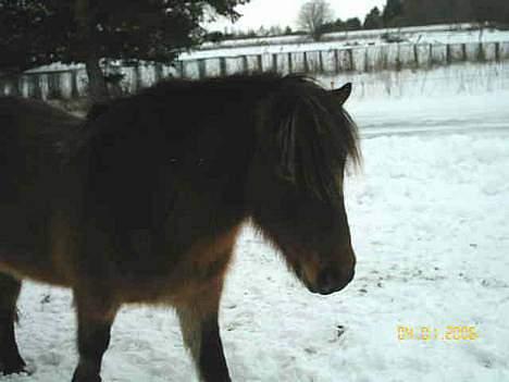Islænder Tjalfe billede 10
