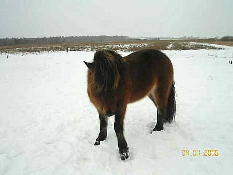 Islænder Tjalfe billede 11