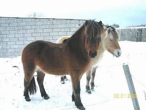 Islænder Tjalfe billede 12