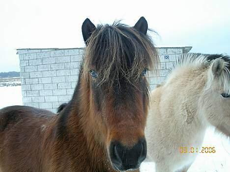 Islænder Tjalfe billede 13