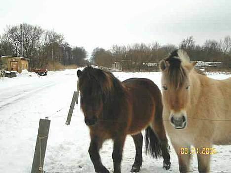Islænder Tjalfe billede 14