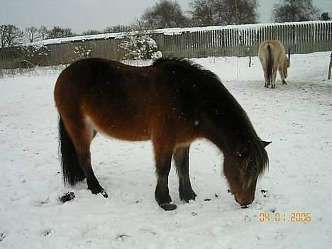 Islænder Tjalfe billede 15
