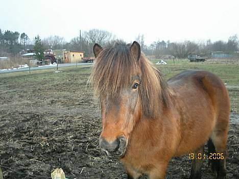 Islænder Tjalfe billede 16