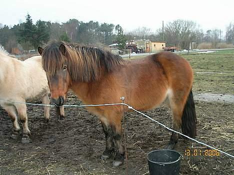 Islænder Tjalfe billede 17