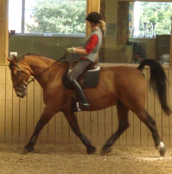 Anden særlig race Marquist  - Selvom der ikke er copyright på mine billeder, vil jeg gerne bede jer om ikke at kopire dem til andet brug. Det jo min hest. billede 1