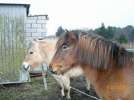 Islænder Tjalfe billede 18