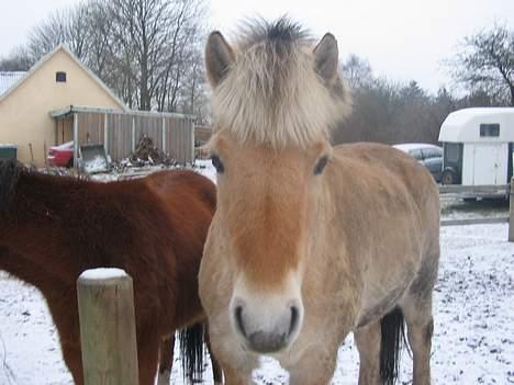 Fjordhest Lukas ¨solgt¨ - Her er han igen. han vil han mad. så det fik han ! billede 2
