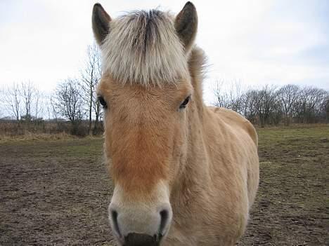 Fjordhest Lukas ¨solgt¨ - Han er da sumk! billede 3