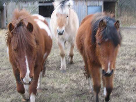 Fjordhest Lukas ¨solgt¨ - Her er Philip, Lukas Og Nikita. billede 4