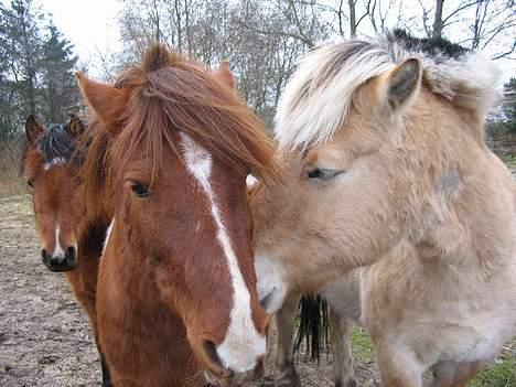 Fjordhest Lukas ¨solgt¨ - her er Philip Og Lukas billede 5