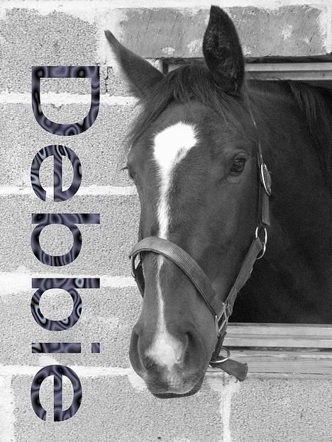 Oldenborg Kyringegårds Debbie - Debbie tager et kig ud ad vinduet, for at se om der sker noget spændende. billede 2