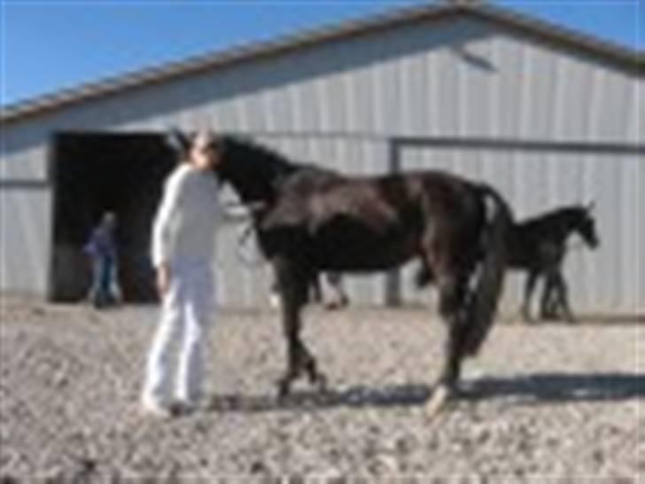 Oldenborg Kyringegårds Debbie - NYT! Kåring 15 juli 2007 billede 4