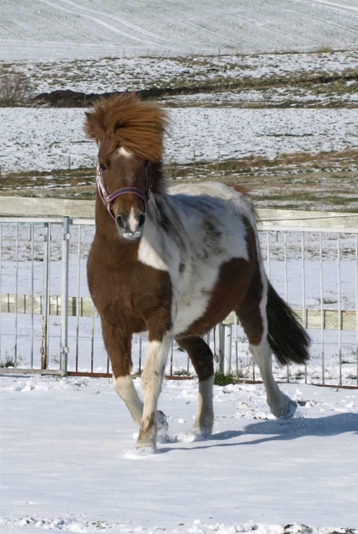 Anden særlig race Søgaards Beauty - Snedamen billede 15