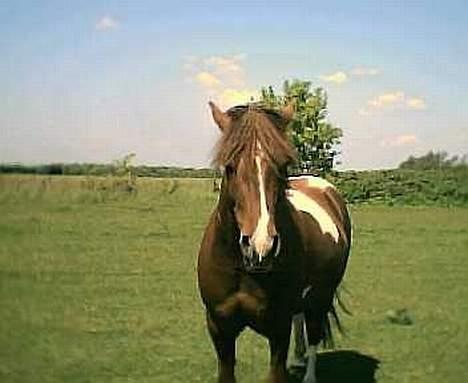 Pinto Philip ¨Solgt¨ - Det er sommer! billede 7