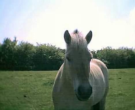 Fjordhest Lukas ¨solgt¨ - Det er sommer ! billede 6