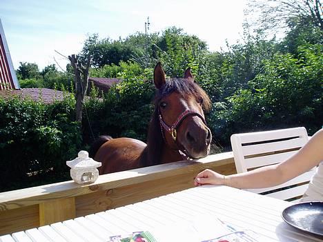 Anden særlig race Sunshine - Hey! ka vi ik få lidt mere be om billede 14