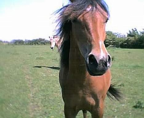 Pinto Nikita ¨Solgt¨ - Det er sommer!  billede 1