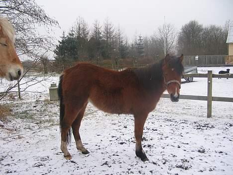 Pinto Nikita ¨Solgt¨ - Her er hun fra siden billede 2