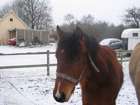 Pinto Nikita ¨Solgt¨ - Se hinde lige billede 3