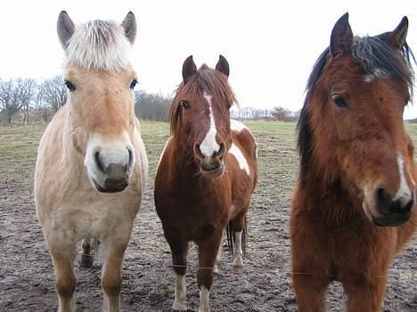 Pinto Nikita ¨Solgt¨ - her er de alle sammen billede 4