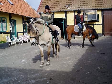 Fjordhest Lotus  - Heste i gården billede 1