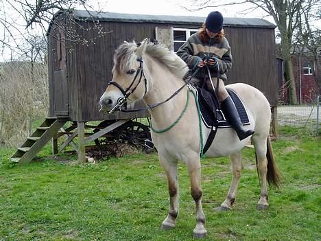 Fjordhest Lotus  - Lotus i haven billede 2