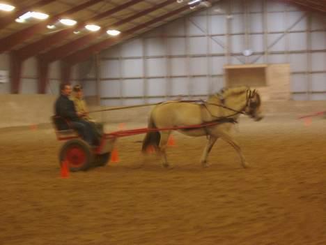 Fjordhest Lotus  - Lotus for vogn billede 3