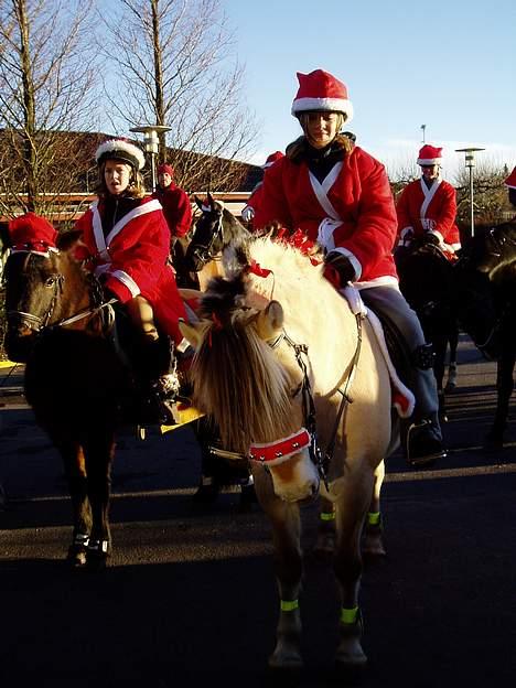 Fjordhest Lotus  - Os til juleridning billede 4